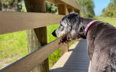 Wildlife on the Trails of Babcock Ranch